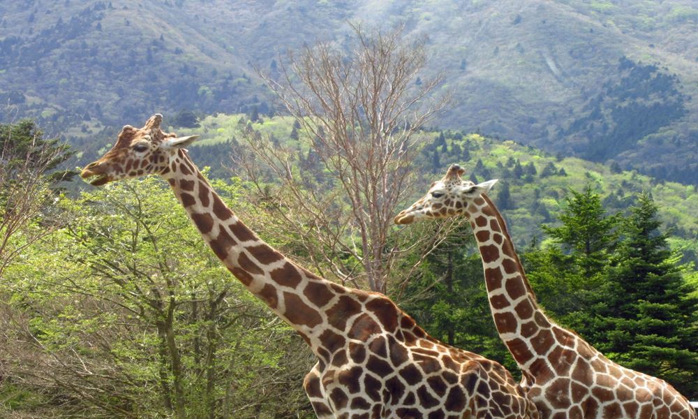 栃木 宇都宮観光 那須サファリパーク 栃木 宇都宮観光 那須サファリパーク