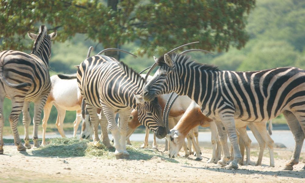 栃木 宇都宮観光 那須サファリパーク 栃木 宇都宮観光 那須サファリパーク